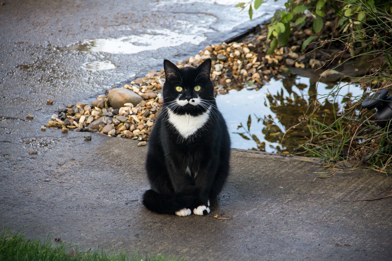 tuxedo cat sitting on cemented ground
