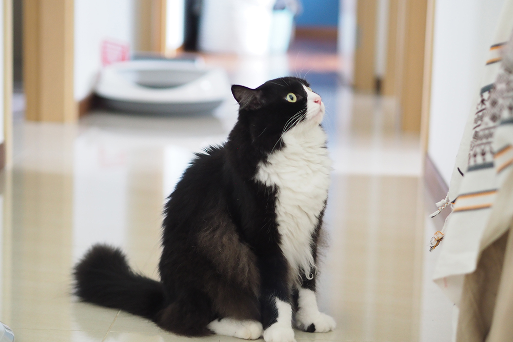 tuxedo cat sitting on the floor inside the house