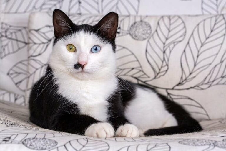 How Much Do Tuxedo Cats Cost? 2024 Price Guide Catster