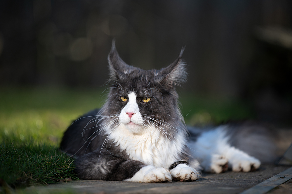 tuxedo grey and white maine coon cat