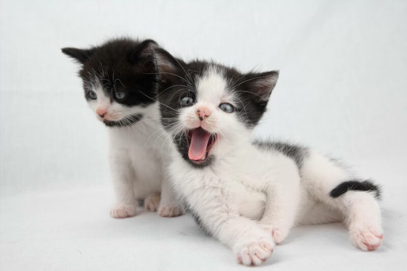 twin kittens licking