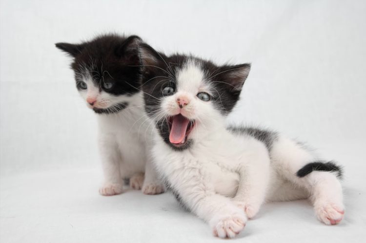 twin kitties licking