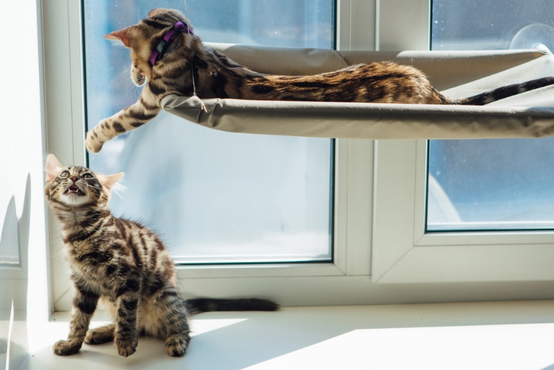 two bengal kittens fighting by the windowsill