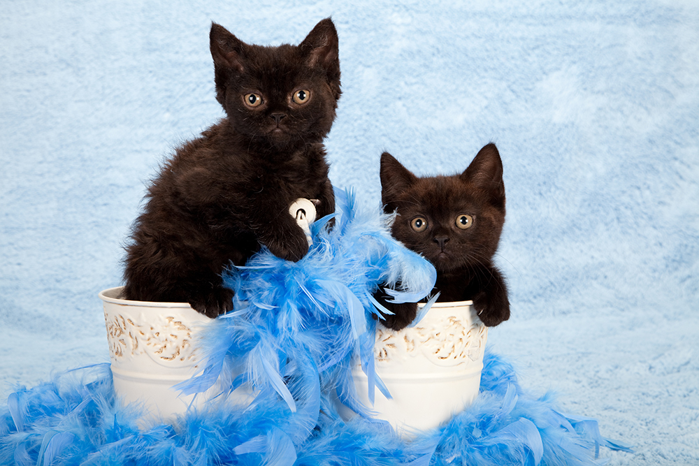 two black Selkirk Rex kittens