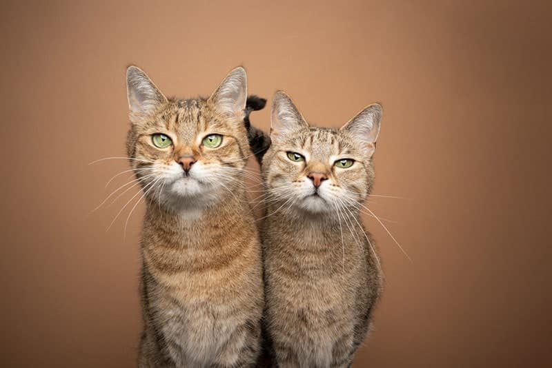 two brown tabby cat siblings standing side by side looking at camera