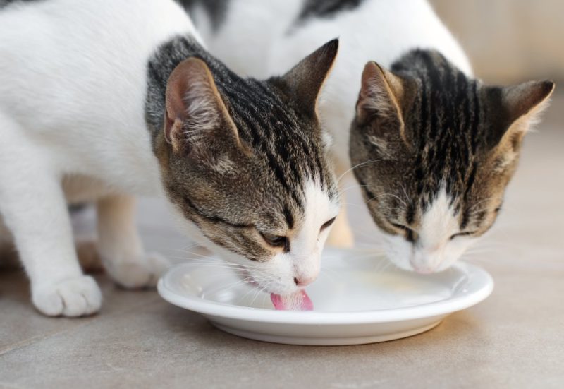 two cats drinking milk from the same bowl
