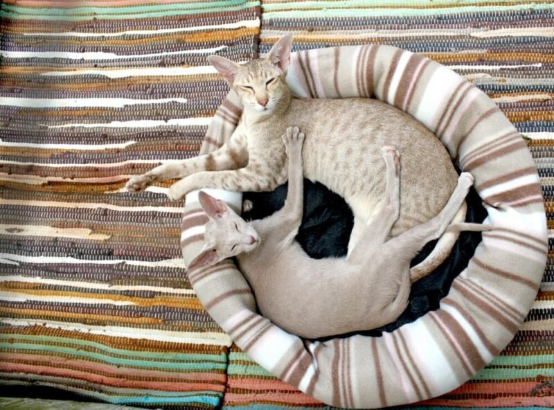 two cats in a cat bed