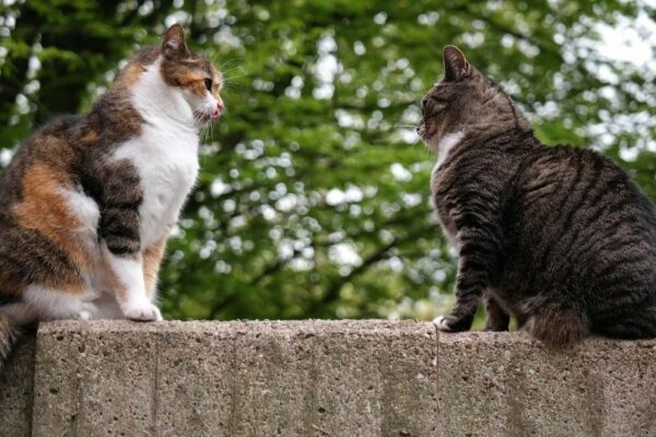 two cats_Thomas B., Pixabay
