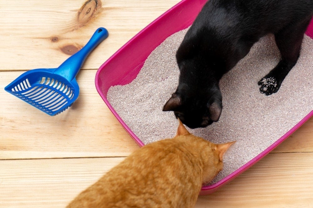 two cats on litter box