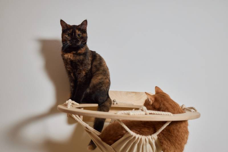 two cats playing on a hammock at home