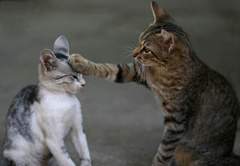 two cats playing