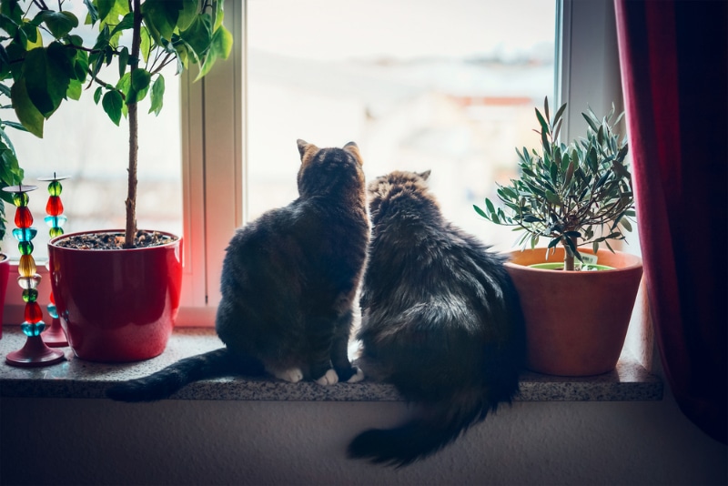 two cats sitting on the windowsill and looking outside