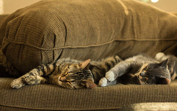 two cats sleeping soundly on the couch