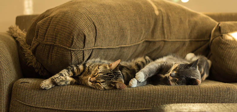 two cats sleeping soundly on the couch