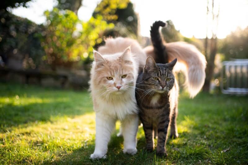 two cats standing in the garden