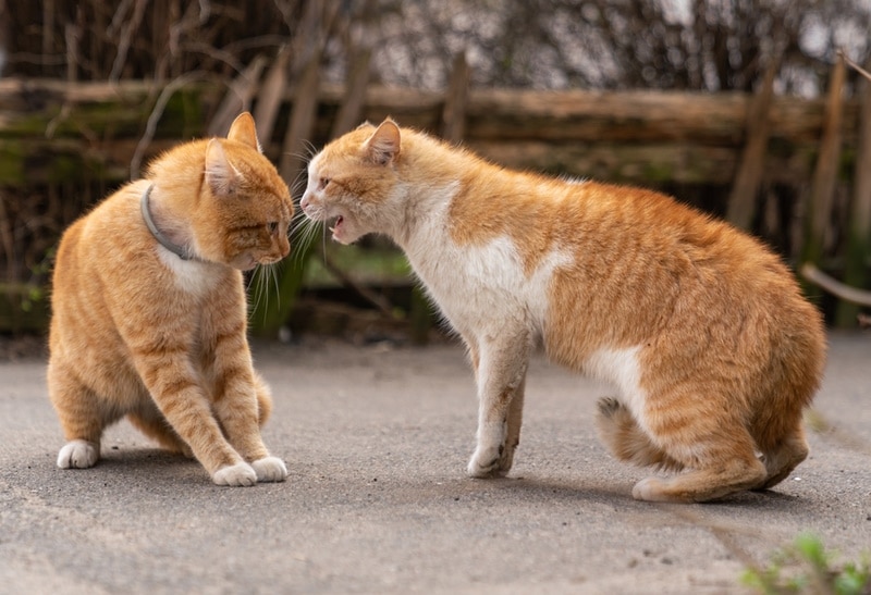 two ginger cat fighting