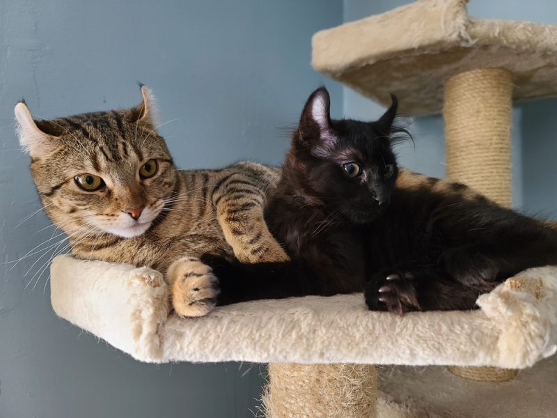 two highlander kitten on a cat tree