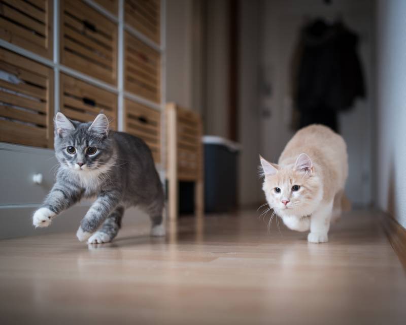 two maine coon kittens playing indoors running through corridor chasing the red dot