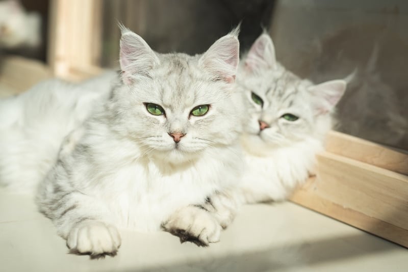two persian cats lying