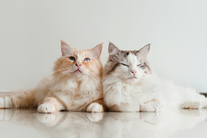 two ragdolls cats lying on the floor at home