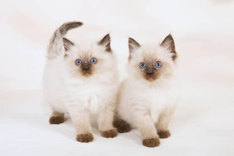 two Sealpoint Ragdoll kittens