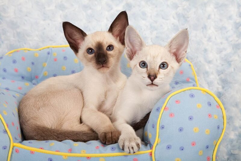 two siamese kittens in their blue bed
