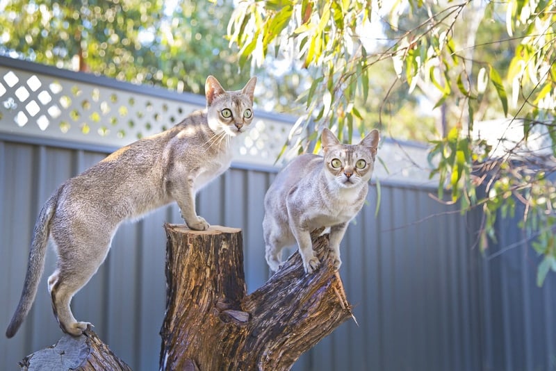 two singapura cats in the tree