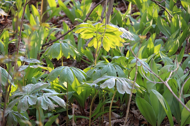 umbrella leaf plant