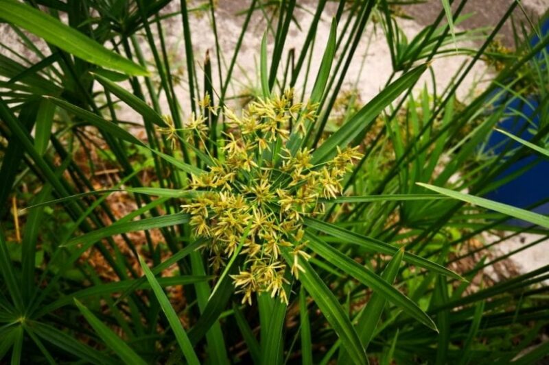 umbrella sedge