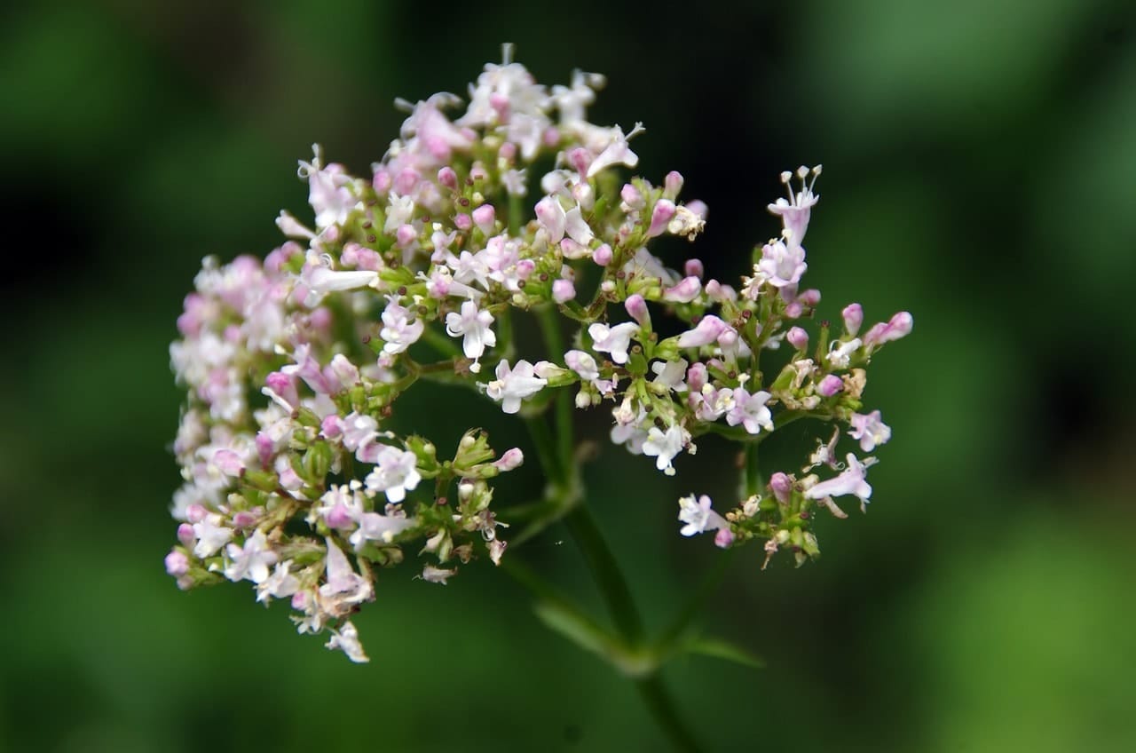 valerian plant