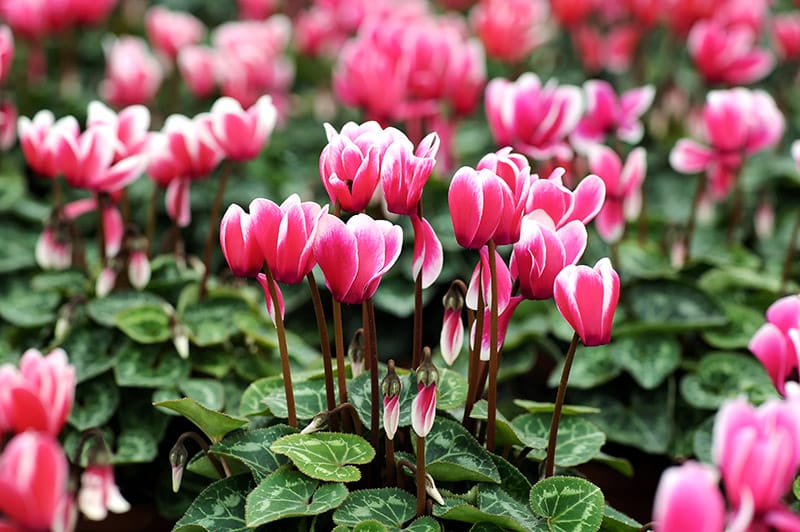 variegated cyclamen flowers in the garden