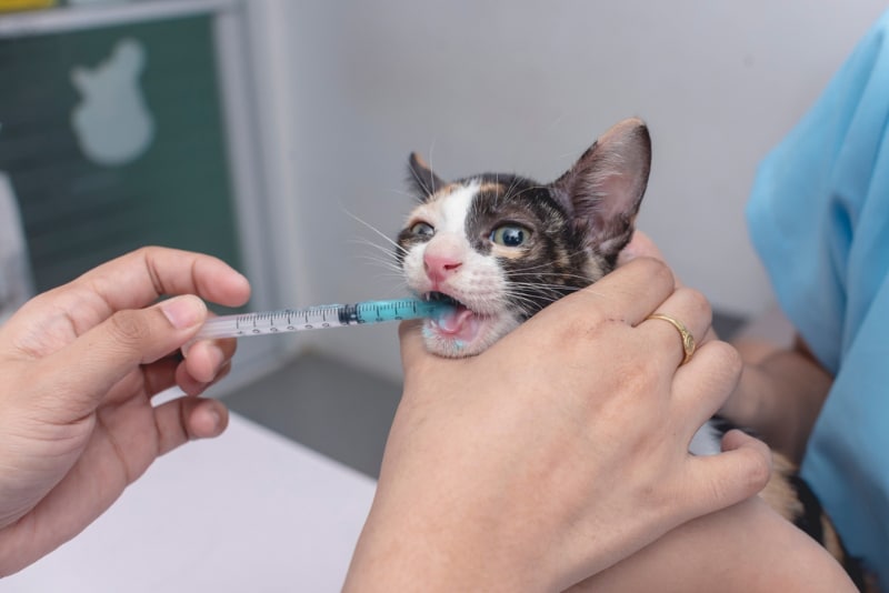 vet administering medicine to a kitten