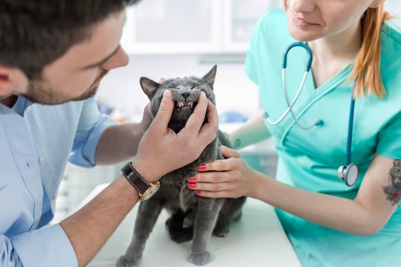 vet and owner examining cat's teeth