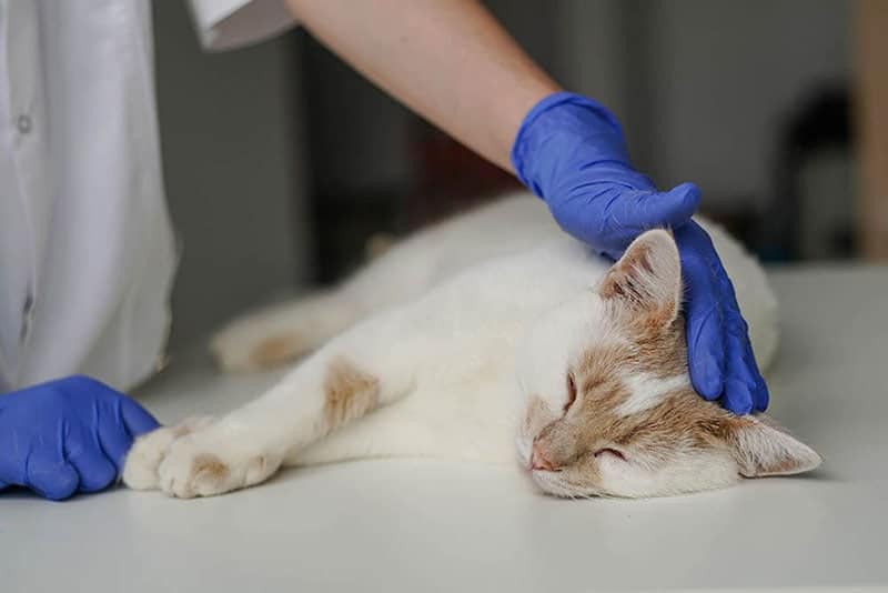 vet checking a cat with stroke