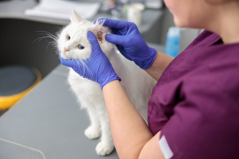 vet checking cat's ears