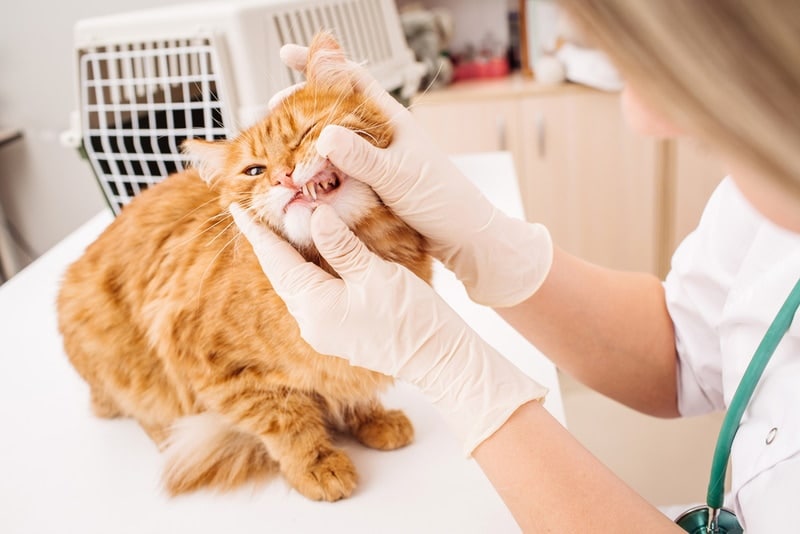 vet checking cats teeth