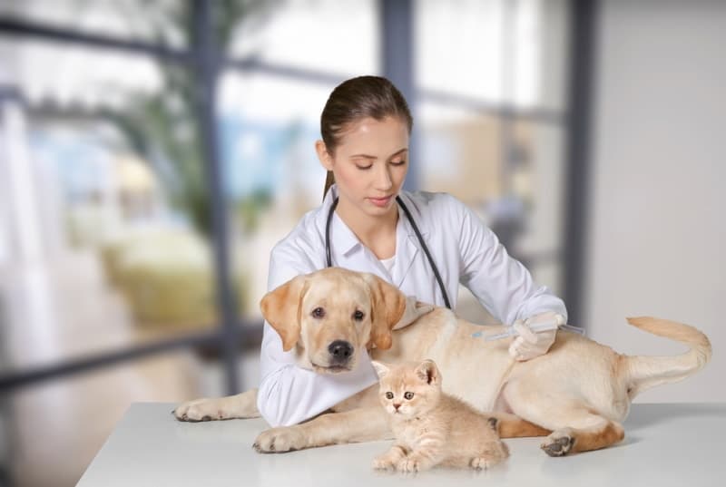vet checking dog and cat