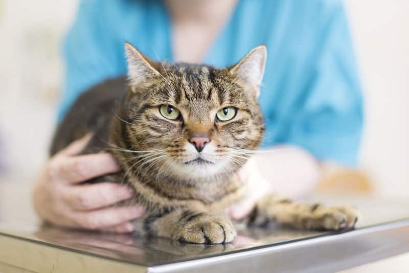 vet checking up a cat