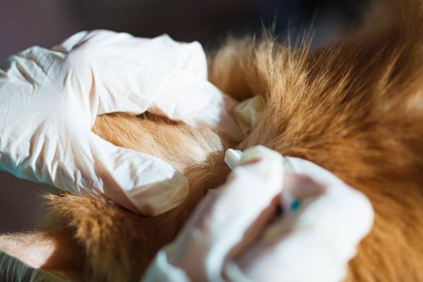 vet deworming cat