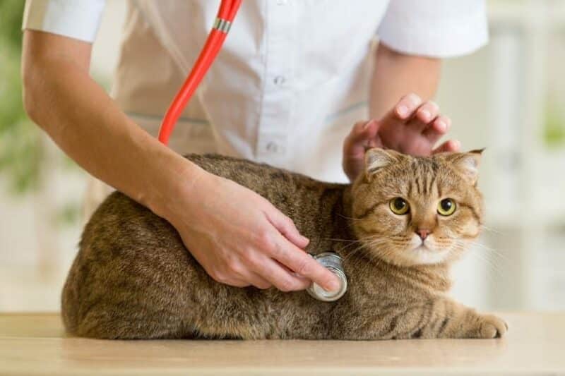 vet doctor checking up the cat
