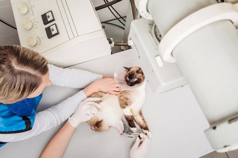 vet doctor examining cat in x-ray room