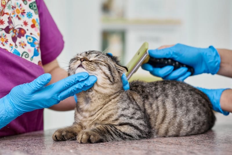 vet doctors brushing scottish fold cat
