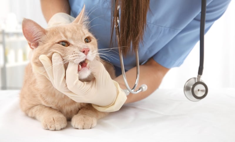 vet examining cat's teeth