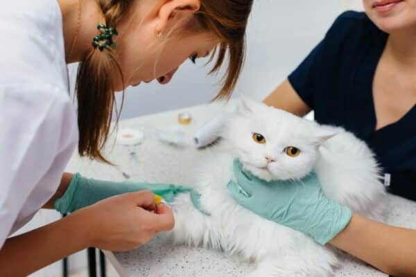 vet getting blood sample from cat