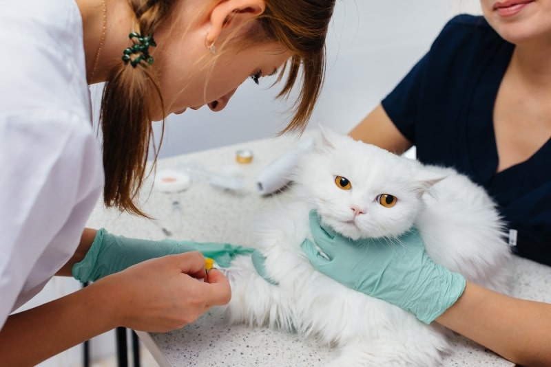 vet getting blood sample from cat