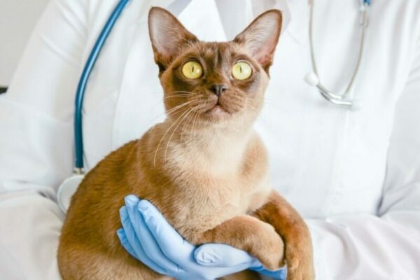 vet holding burma cat