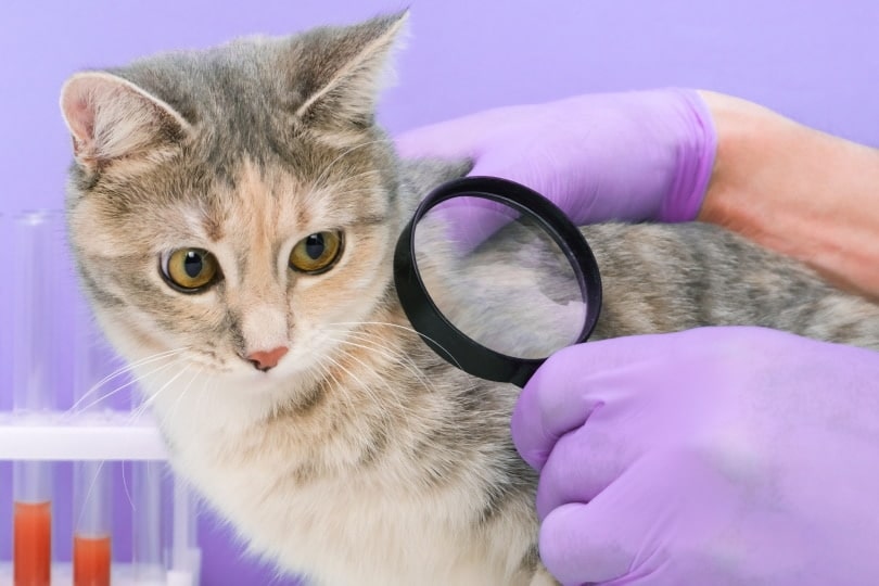 vet holding magnifying glass searching cat fleas
