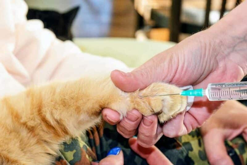 vet injecting a cat in the paw