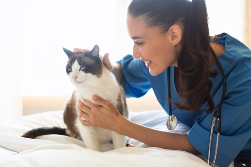 vet nurse checking the cat