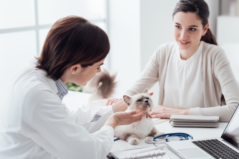 vet petting the cat and talking to the owner